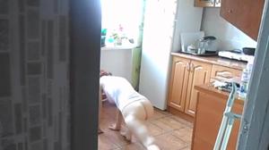 Домохозяйка без трусов на домашней кухне делает гимнастику - скриншот #20